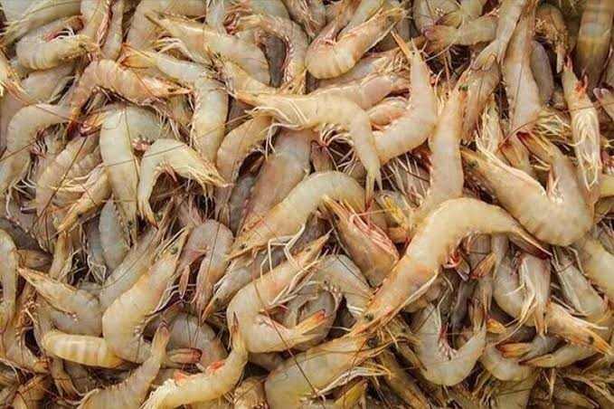 میگو دریای خزر مرغوب مناسب پخت غذاهای محلی و دریایی